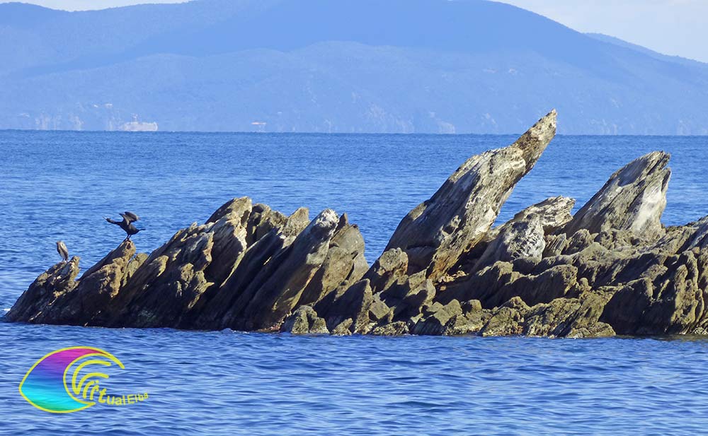 Pair of Cormorants at the beach of Porticciolo Rio Marina