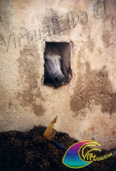 Pomonte horse looking out in the stable