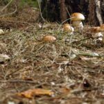 Mushrooms Elba Island