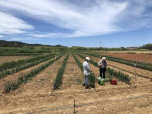 Agrobiodiversity: The Elba Island Seed Bank - CEA of Lacona